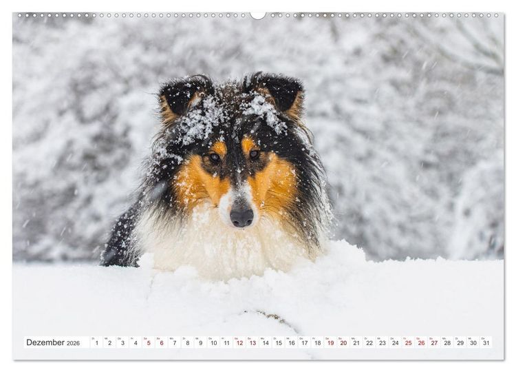 Produktbild: Collies - die sch&ouml;nsten Hunde der Welt (hochwertiger Premium Wandkalender 2026 DIN A2 quer), Kunstdruck in Hochglanz