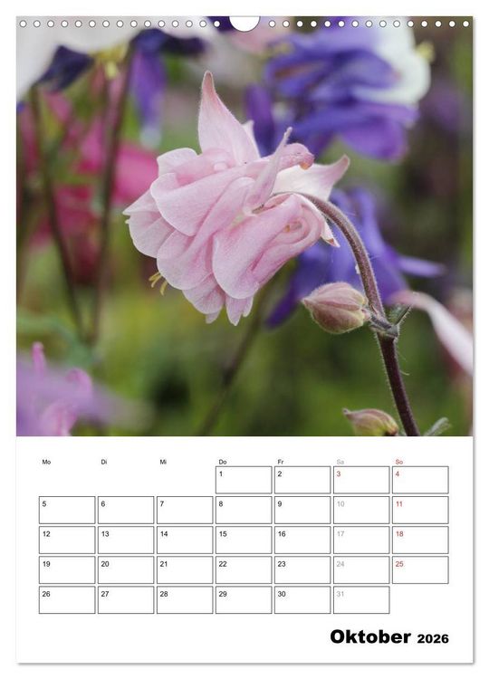 Produktbild: Zauberhafte Akeleien (Wandkalender 2026 DIN A3 hoch), CALVENDO Monatskalender