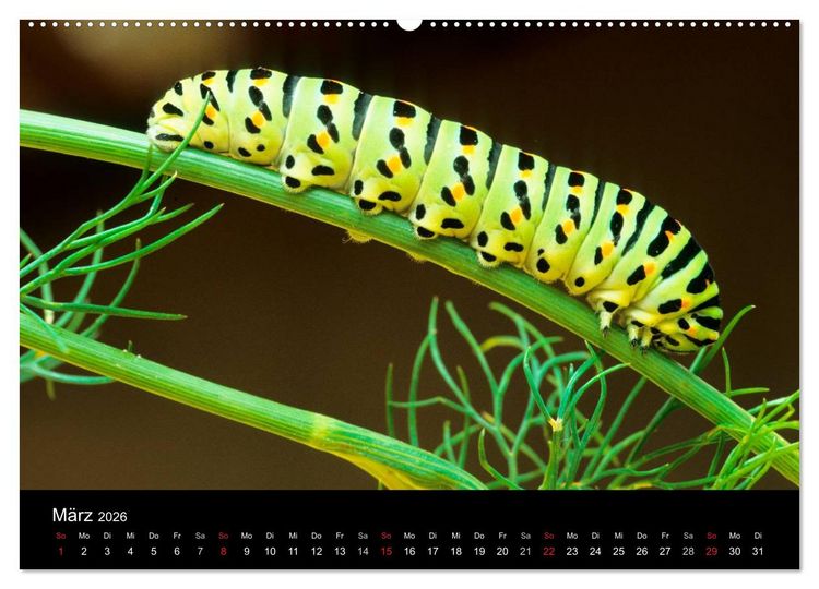 Produktbild: Schmetterlinge (Wandkalender 2026 DIN A2 quer), CALVENDO Monatskalender