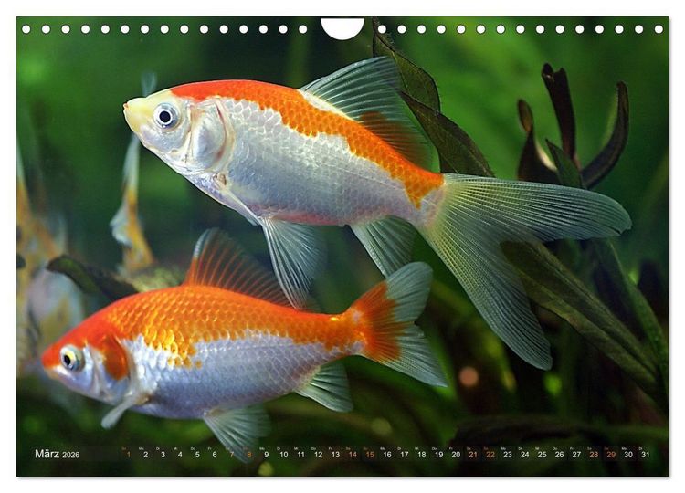 Produktbild: Goldfischportraits (Wandkalender 2026 DIN A4 quer), CALVENDO Monatskalender