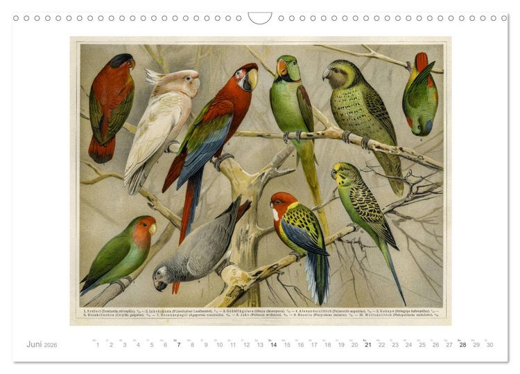 Produktbild: Farbenpr&auml;chtige Fauna. Fische, V&ouml;gel, Schmetterlinge in Grafiken des 19 Jahrhunderts (Wandkalender 2026 DIN A3 quer), CALVENDO Monatskalender