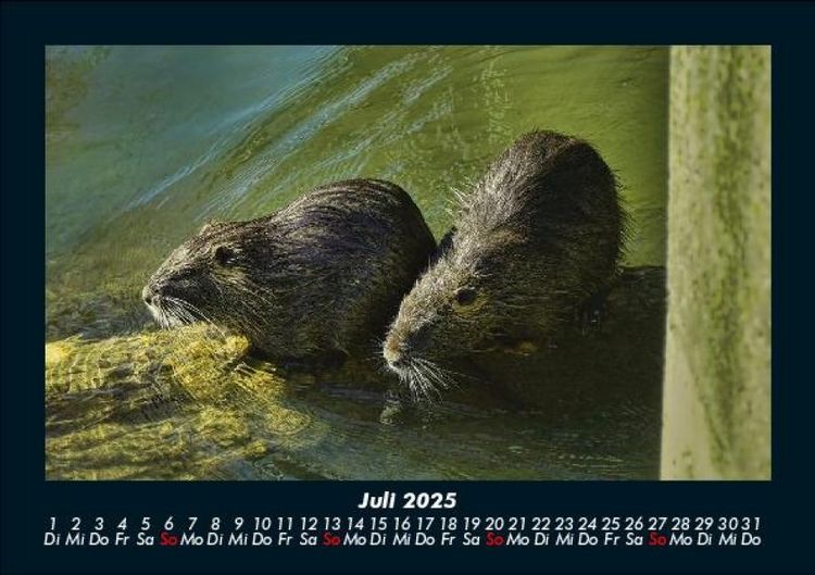 Produktbild: Welt der Tiere 2025 Fotokalender DIN A5