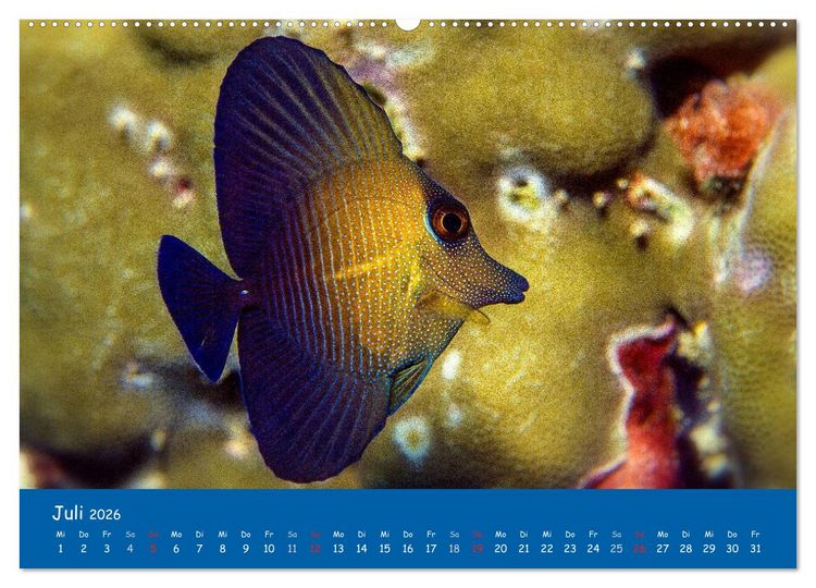 Produktbild: Unterwasserwelten (hochwertiger Premium Wandkalender 2026 DIN A2 quer), Kunstdruck in Hochglanz
