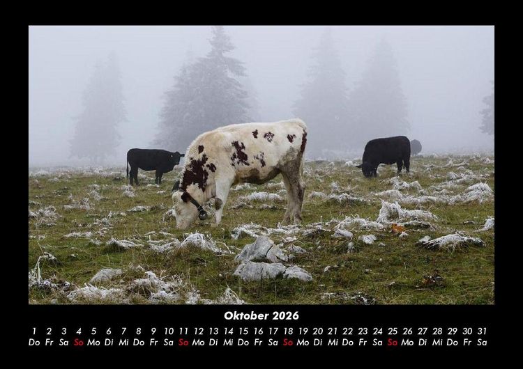 Produktbild: Kuhkalender 2026 Fotokalender DIN A3