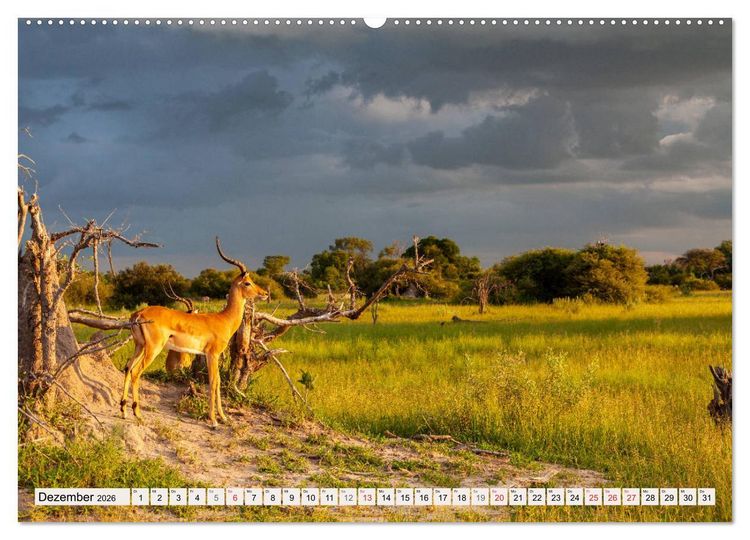 Produktbild: Wildnis Okavango-Delta (hochwertiger Premium Wandkalender 2026 DIN A2 quer), Kunstdruck in Hochglanz