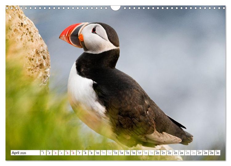 Produktbild: Puffins in Iceland (Wall Calendar 2026 DIN A3 landscape), CALVENDO 12 Month Wall Calendar