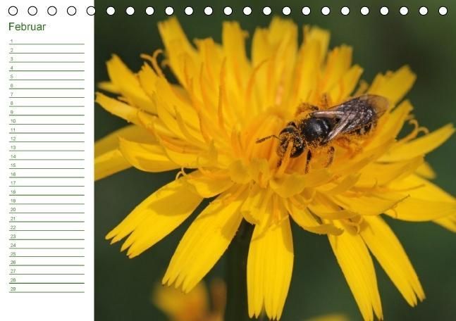 Produktbild: Bienen - Emsige Helfer (Tischkalender immerw&auml;hrend DIN A5 quer)