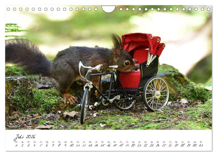 Produktbild: Die Schwarzwald-Eichh&ouml;rnchen (Wandkalender 2026 DIN A4 quer), CALVENDO Monatskalender
