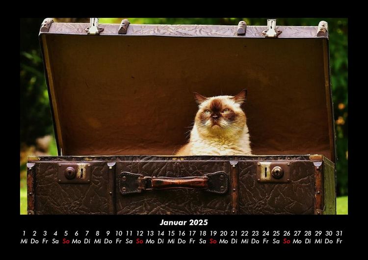 Produktbild: F&uuml;r Katzenfreunde 2025 Fotokalender DIN A3