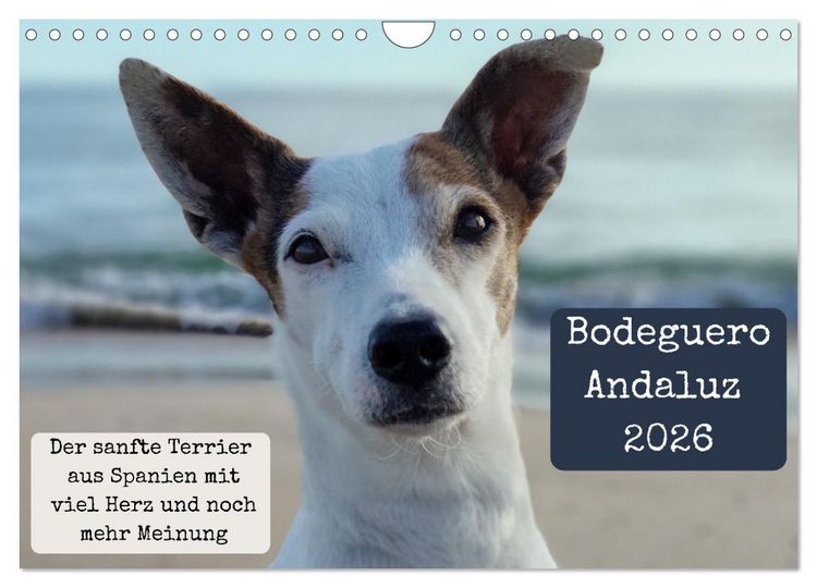Produktbild: Ratonero Bodeguero Andaluz (Wandkalender 2026 DIN A4 quer), CALVENDO Monatskalender