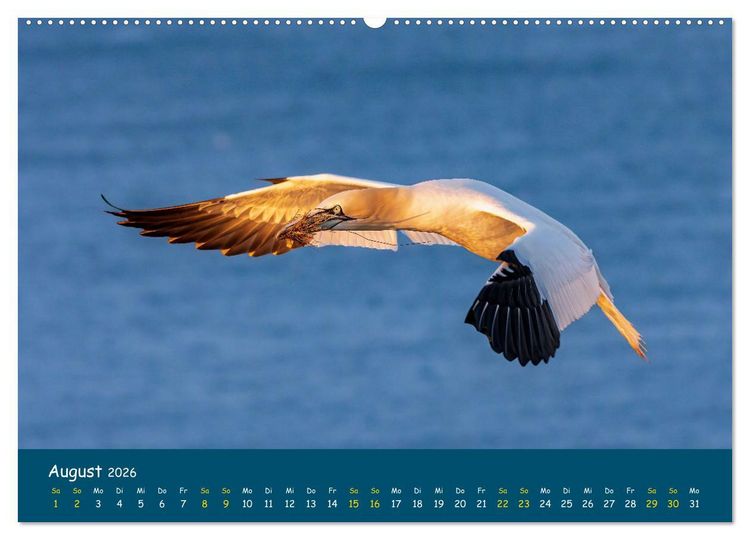 Produktbild: Helgol&auml;nder Basst&ouml;lpel 2026 (hochwertiger Premium Wandkalender 2026 DIN A2 quer), Kunstdruck in Hochglanz