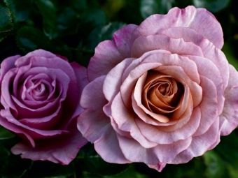 Produktbild: CALVENDO Puzzle Wundersch&ouml;ne Rosen | 1000 Teile Lege-Gr&ouml;&szlig;e 64x48cm Foto-Puzzle f&uuml;r gl&uuml;ckliche Stunden