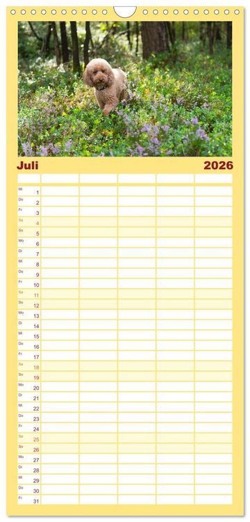 Produktbild: Familienplaner 2026 - Maltipoo - Malteser -Pudel mit 5 Spalten (Wandkalender, 21 x 45 cm) CALVENDO