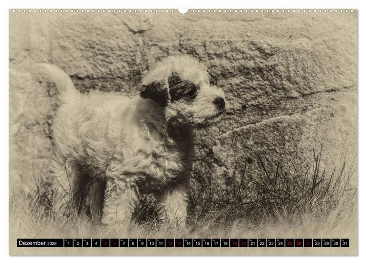 Produktbild: Parson Jack Russel Welpen (Wandkalender 2026 DIN A2 quer), CALVENDO Monatskalender