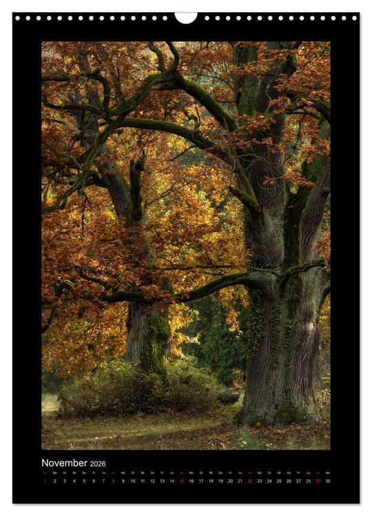 Produktbild: Mythos Baum / 2026 (Wandkalender 2026 DIN A3 hoch), CALVENDO Monatskalender