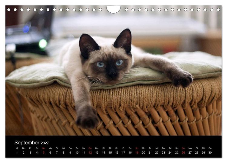 Produktbild: Haustiger - Ein Katzenkalender (Wandkalender 2027 DIN A4 quer), CALVENDO Monatskalender