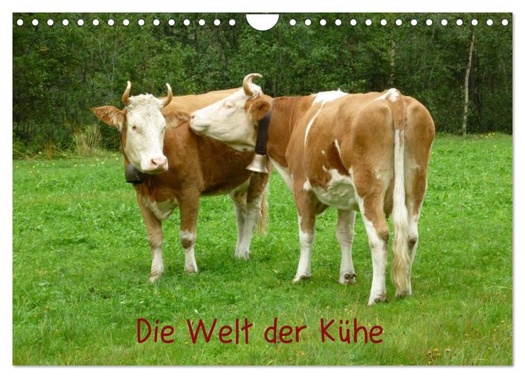 Produktbild: Die Welt der K&uuml;he (Wandkalender 2026 DIN A4 quer), CALVENDO Monatskalender