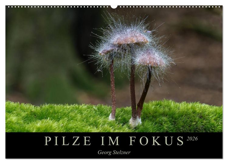 Produktbild: PILZE IM FOKUS 2026 (Wandkalender 2026 DIN A2 quer), CALVENDO Monatskalender