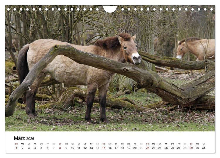 Produktbild: Faszination Przewalski-Pferde (Wandkalender 2026 DIN A4 quer), CALVENDO Monatskalender