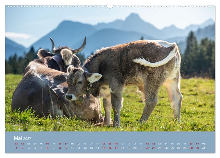 Produktbild: Allg&auml;uer Rindvieh 2027 (hochwertiger Premium Wandkalender 2027 DIN A2 quer), Kunstdruck in Hochglanz