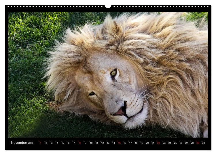 Produktbild: S&Uuml;DAFRIKA Augenblicke (Wandkalender 2026 DIN A2 quer), CALVENDO Monatskalender