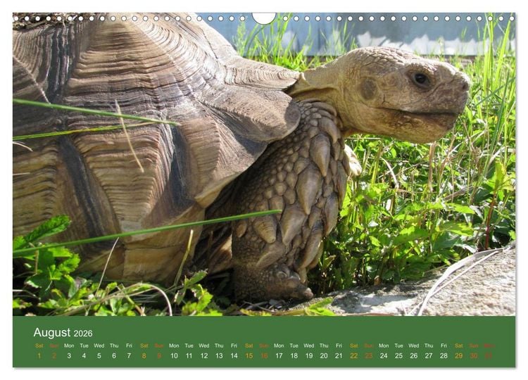 Produktbild: African spurred tortoises (Wall Calendar 2026 DIN A3 landscape), CALVENDO 12 Month Wall Calendar