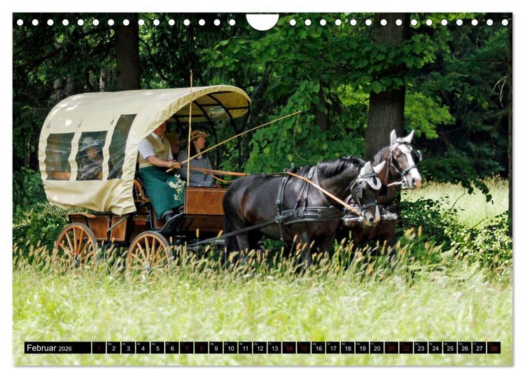 Produktbild: Schwere Warmbl&uuml;ter 2026 (Wandkalender 2026 DIN A4 quer), CALVENDO Monatskalender