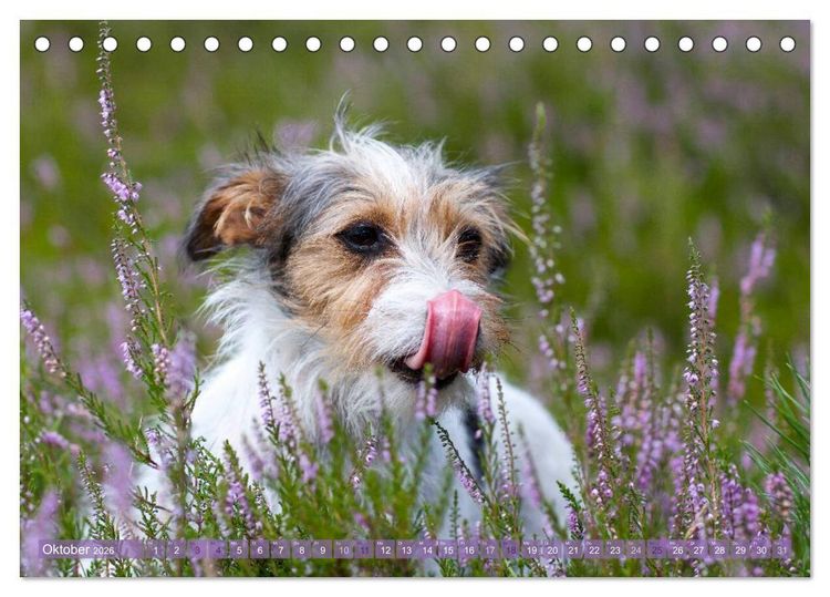 Produktbild: Faszination Terrier (Tischkalender 2026 DIN A5 quer), CALVENDO Monatskalender