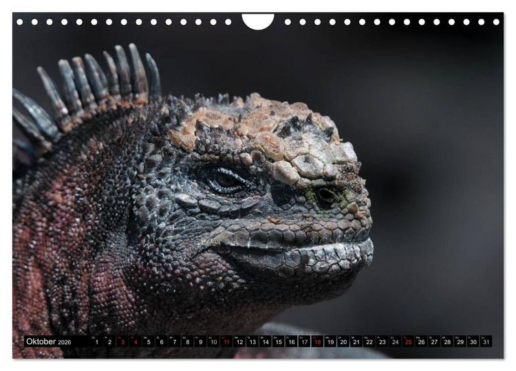 Produktbild: Galapagos Archipel- Faszination Tierwelt (Wandkalender 2026 DIN A4 quer), CALVENDO Monatskalender