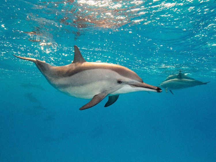 Produktbild: CALVENDO Puzzle Delfin | 1000 Teile Lege-Gr&ouml;&szlig;e 64x48cm Foto-Puzzle f&uuml;r gl&uuml;ckliche Stunden