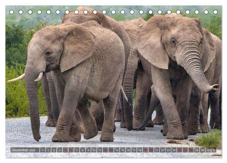 Produktbild: Elefanten Begegnungen im &ouml;stlichen und s&uuml;dlichen Afrika (Tischkalender 2026 DIN A5 quer), CALVENDO Monatskalender