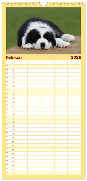 Produktbild: Familienplaner 2026 - Border Collie Welpen mit 5 Spalten (Wandkalender, 21 x 45 cm) CALVENDO