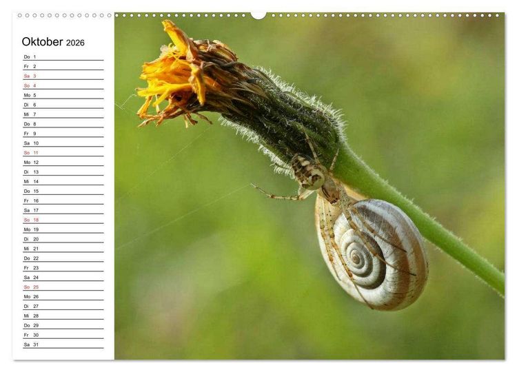 Produktbild: Der Schneckenkalender (Wandkalender 2026 DIN A2 quer), CALVENDO Monatskalender