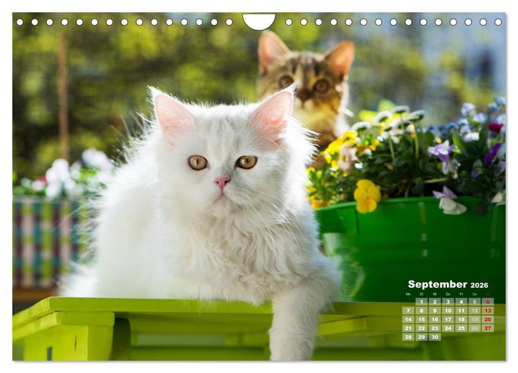 Produktbild: Katzen im Gr&uuml;nen (Wandkalender 2026 DIN A4 quer), CALVENDO Monatskalender