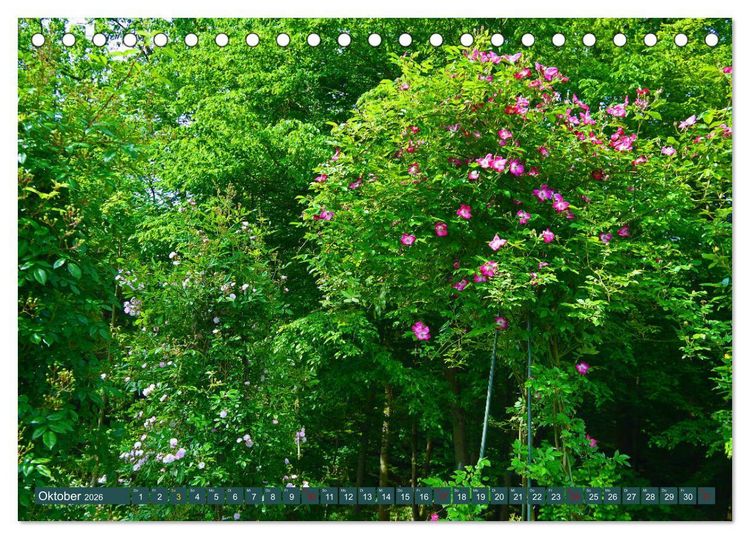 Produktbild: Rosengarten auf dem Beutig (Tischkalender 2026 DIN A5 quer), CALVENDO Monatskalender