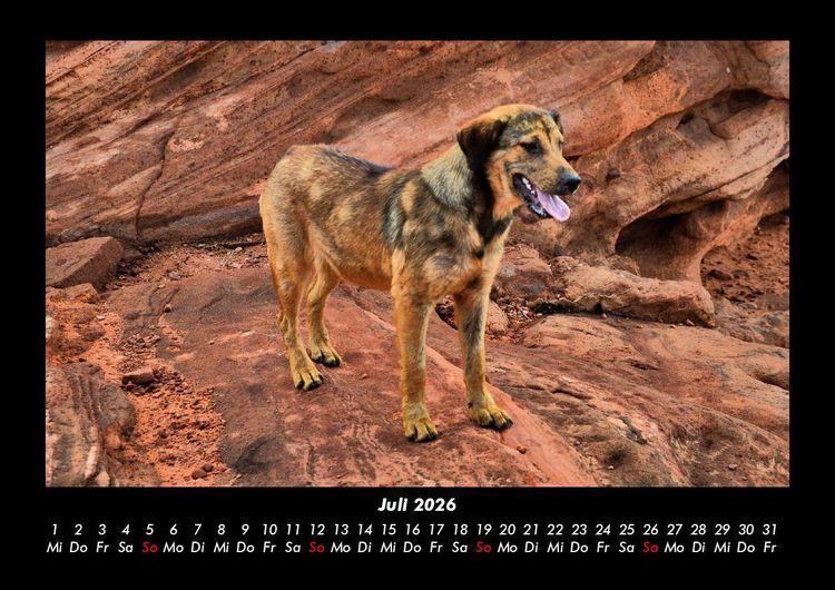 Produktbild: Hundezauber 2026 Fotokalender DIN A3