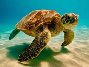 Produktbild: CALVENDO Puzzle Die Wasserschildkr&ouml;te | 1000 Teile Lege-Gr&ouml;&szlig;e 64x48cm Foto-Puzzle f&uuml;r gl&uuml;ckliche Stunden