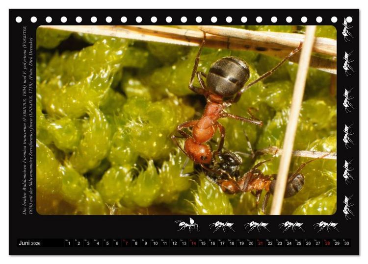 Produktbild: AntsNature - Faszination Ameisen (Tischkalender 2026 DIN A5 quer), CALVENDO Monatskalender
