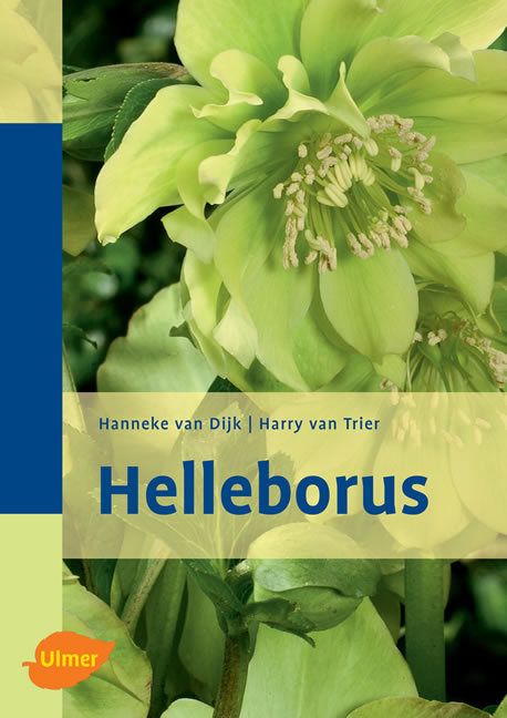 Produktbild: Helleborus