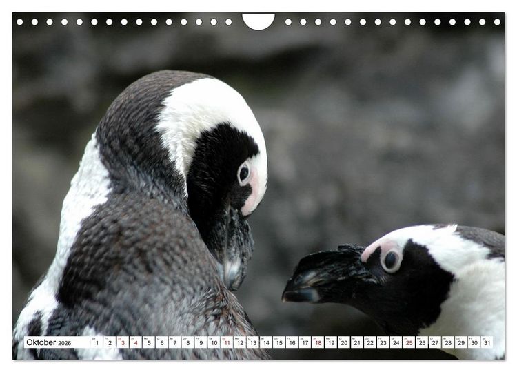 Produktbild: Tierische Fracktr&auml;ger (Wandkalender 2026 DIN A4 quer), CALVENDO Monatskalender