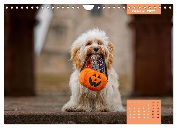 Produktbild: Rocket der Havaneser (Wandkalender 2027 DIN A4 quer), CALVENDO Monatskalender