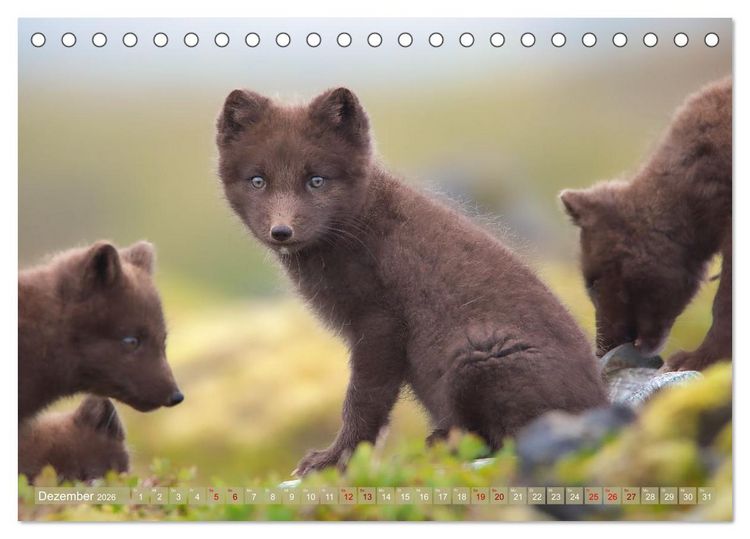 Produktbild: Polarfuchs-Welpen (Tischkalender 2026 DIN A5 quer), CALVENDO Monatskalender