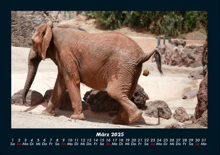 Produktbild: Elefanten 2025 Fotokalender DIN A4