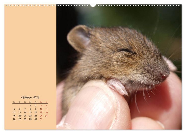 Produktbild: Mausige Zeiten! Putzige Gesellen mit Knopfaugen (hochwertiger Premium Wandkalender 2026 DIN A2 quer), Kunstdruck in Hochglanz