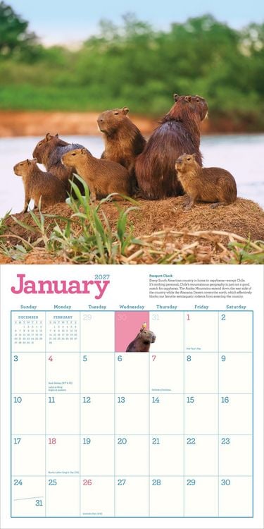 Produktbild: Capybara Wall Calendar 2027