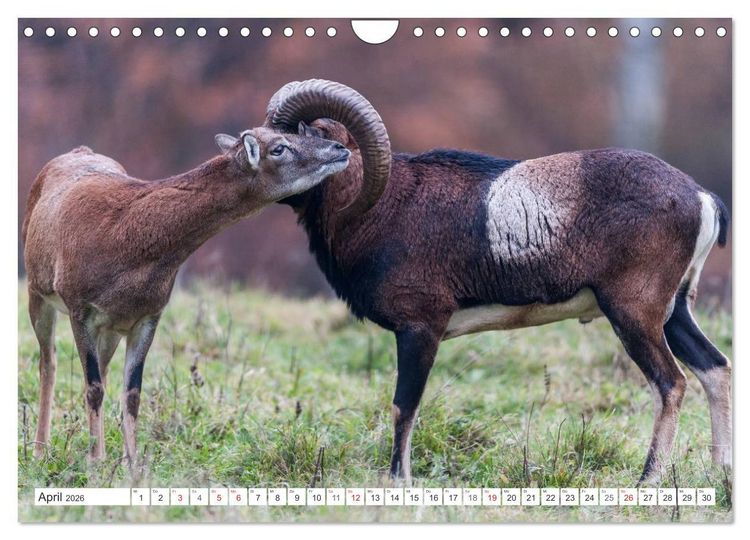 Produktbild: Emotionale Momente: Muffelwild. (Wandkalender 2026 DIN A4 quer), CALVENDO Monatskalender