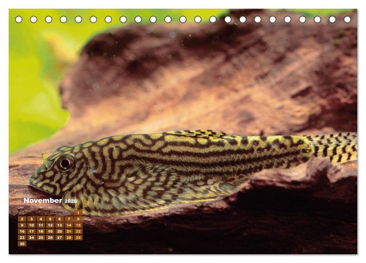 Produktbild: Glanz im Aquarium: S&uuml;&szlig;wasserfische (Tischkalender 2026 DIN A5 quer), CALVENDO Monatskalender