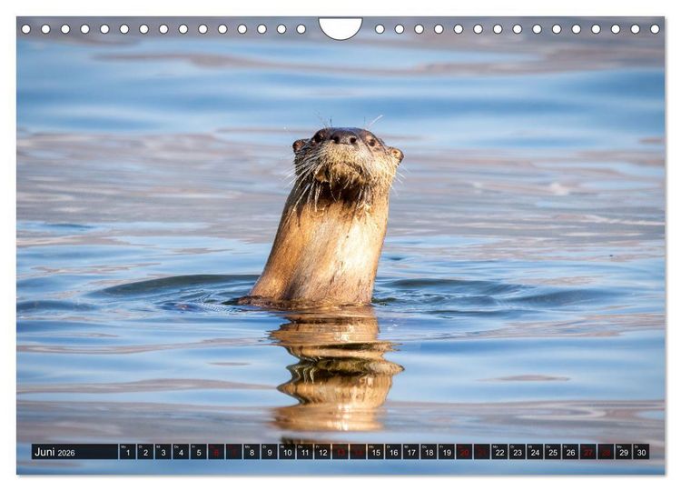 Produktbild: Wildtierkalender (Wandkalender 2026 DIN A4 quer), CALVENDO Monatskalender