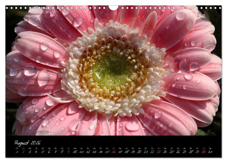 Produktbild: Floral Portraits - Blumen Impression (Wandkalender 2026 DIN A3 quer), CALVENDO Monatskalender