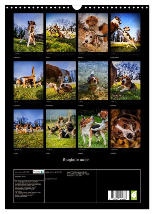 Produktbild: Beagles in action (Wall Calendar 2026 DIN A3 portrait), CALVENDO 12 Month Wall Calendar